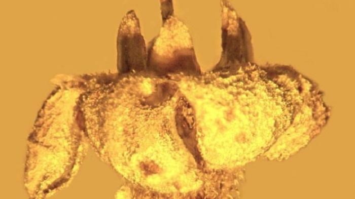 Extinct plant species discovered in amber